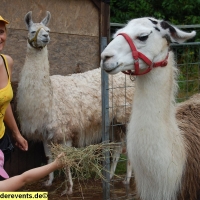 lama-wanderung-in-der-pfalz-15-jpg